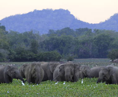 Lahugala_National_Park_MG_7791