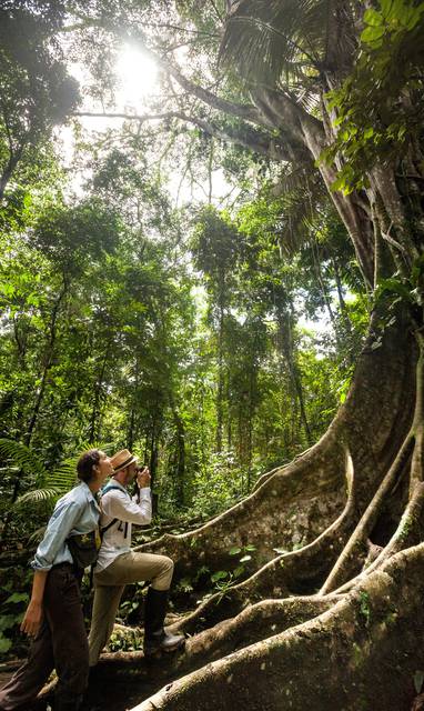PE_delfin_cruise_3_amazone_excursie_grote_boom_regenwoud_excursion030