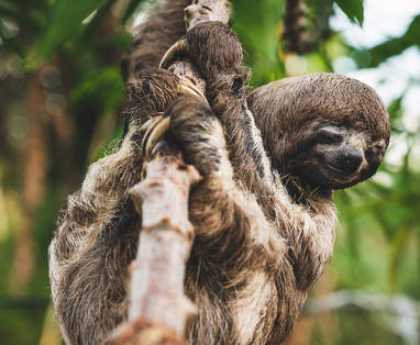 PE_delfin_cruise_3_amazone_luiaard_A7RII-20181120-336-IG