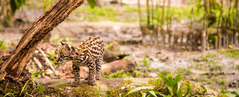 PE_delfin_cruise_3_amazone_5E7A1021