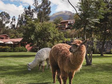PE_hotel_rio_sagrado_lama_alpaca_tuin_RSG-EXT-GDN-24