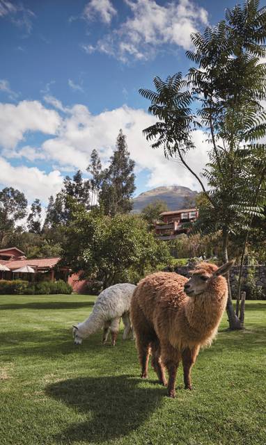 PE_hotel_rio_sagrado_lama_alpaca_tuin_RSG-EXT-GDN-24