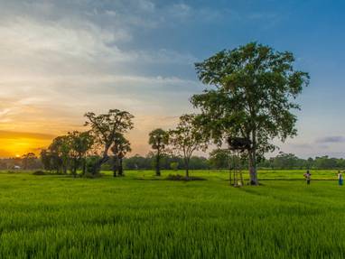 Thirappane_paddy_fields_at_Sunrise