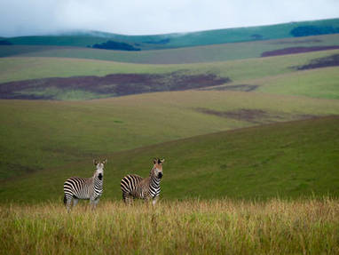 Malawi | Viphya Plateau | zebra's