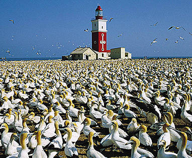 Zuid-Afrika vakantie | Bird Island