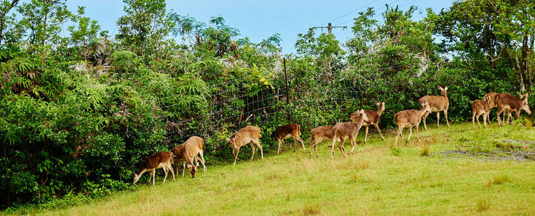 RE_Saint_Anne_51_faune_hotel_diana_dea_lodge_et_spa