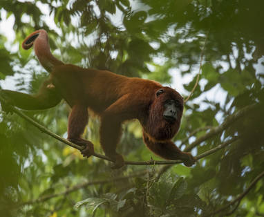 PE_amazone_rainforest_expeditions_Monkey_Searh_by_Frank_Pichardo