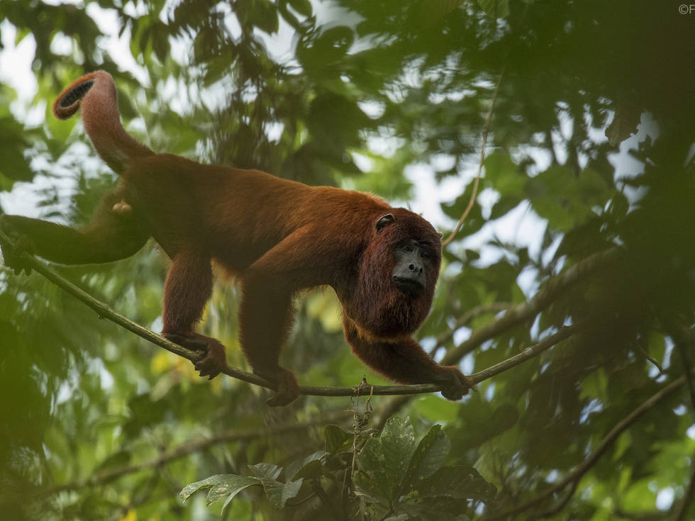 PE_amazone_rainforest_expeditions_Monkey_Searh_by_Frank_Pichardo