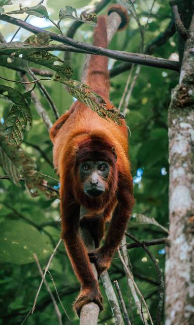 PE_amazone_rainforest_expeditions_Howler_Monkey_by_Alexis_Huertas