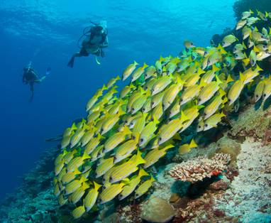 Diving_-_Fishes_School