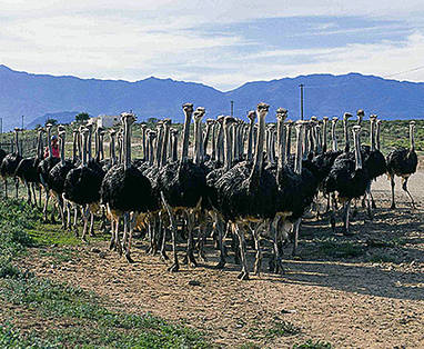 Zuid-Afrika | struisvogels Karoo