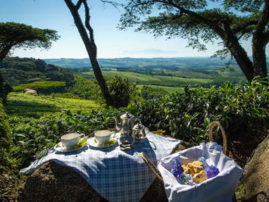 Thyolo regio | Satemwa Tea Estate | Huntingdon House