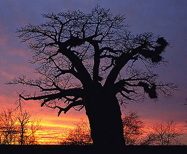 Zuid-Afrika Limpopo | Baobab boom