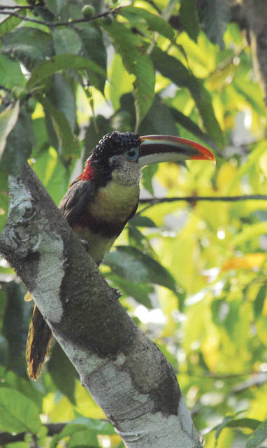 PE Inkaterra Reserva Amazonica dieren vogel ra-fauna-0022