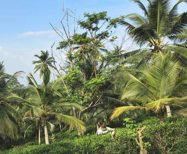 _L8A9187-tea-plantation_(2)