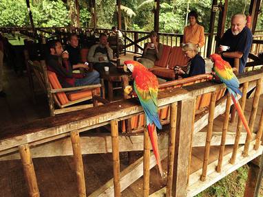 PE_tambopata_research_center_vogel_papagaai_tambopata-research-center-wildlife