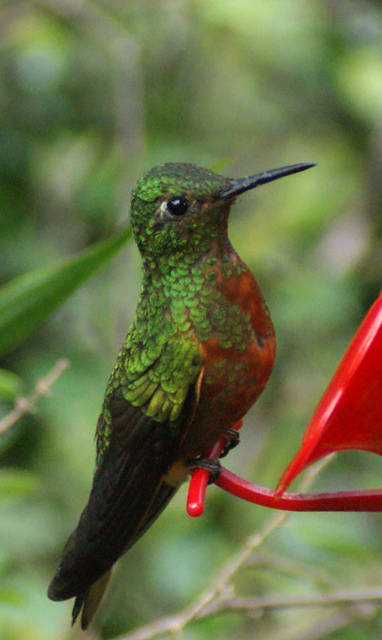 PE_Kentitambo_B_B_leymebamba_vogel_chestnut-breasted-coronet