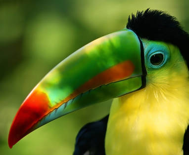 EN_PE_amazon_tambopata_iquitos_toekan_shutterstock_45483520