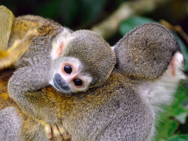 EN_PE_amazon_tambopata_iquitos_aap_shutterstock_189358991