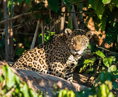 EN_PE_amazon_tambopata_iquitos_jaguar_shutterstock_161805827