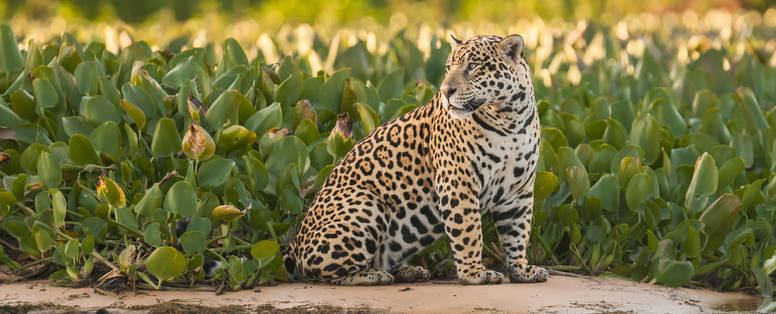 EN_PE_amazon_tambopata_iquitos_jaguar_shutterstock_209804161