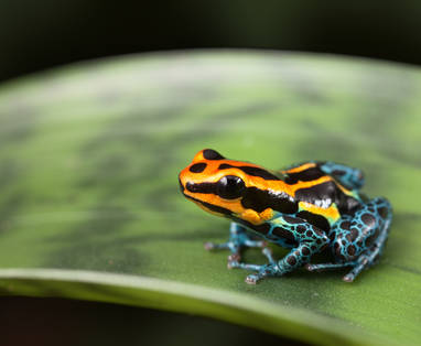 EN_PE_amazon_tambopata_iquitos_kikker_shutterstock_121830145