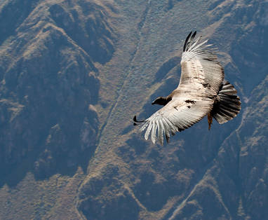 EN_PE_arequipa_colca_condor_shutterstock_104506976