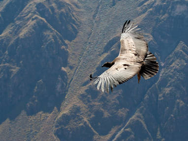 EN_PE_arequipa_colca_condor_shutterstock_104506976