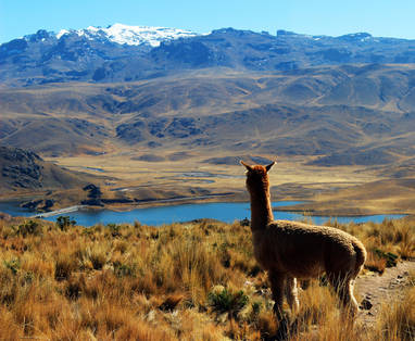 EN_PE_arequipa_colca_alpaca_lama_shutterstock_125816867