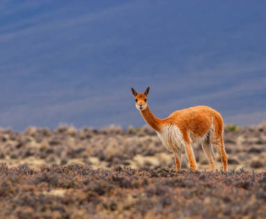 Schattige lichtbruine Alpaca in Peru.