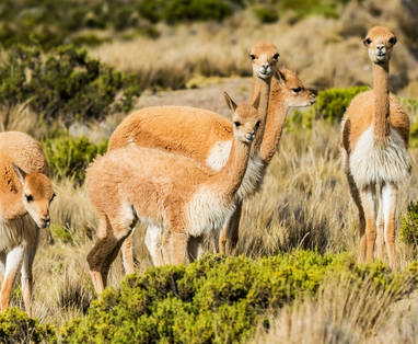 EN_PE_arequipa_colca_lama_alpaca_shutterstock_164902562