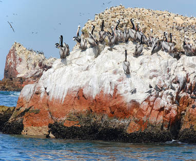 EN_PE_paracas_ballestas_vogels_shutterstock_97000004