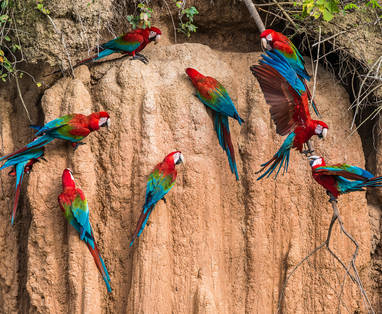 EN_PE_amazon_tambopata_iquitos_klei_lik_papagaai_shutterstock_222282670