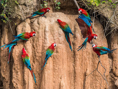 EN_PE_amazon_tambopata_iquitos_klei_lik_papagaai_shutterstock_222282670