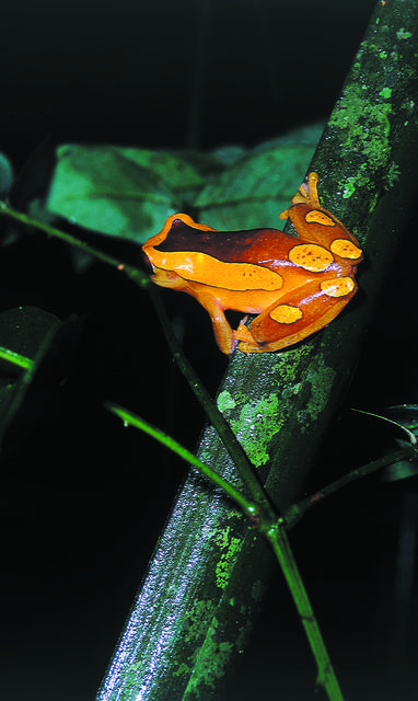 PE_Inkaterra_Hacienda_Concepcion_kikker_fauna_ra-fauna-003