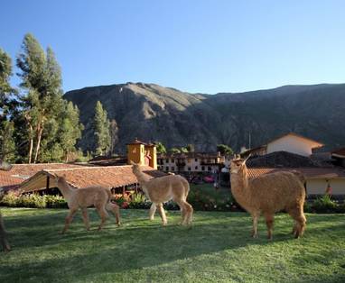 PE_Sonesta_Posadas_Del_Inca_tuin_alpaca_lama