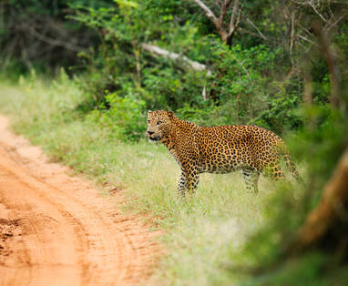 Yala_Uncropped_2Y0A3928_