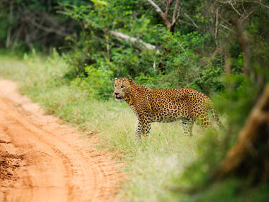 Yala_Uncropped_2Y0A3928_