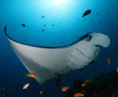 manta