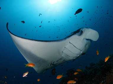 manta