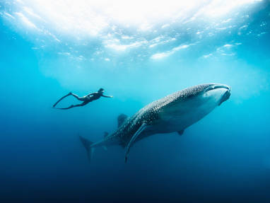 MV_21_Free_diving_with_whale_shark_by_Peter_Marshall_(4)