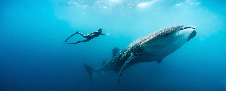 MV_21_Free_diving_with_whale_shark_by_Peter_Marshall_(4)