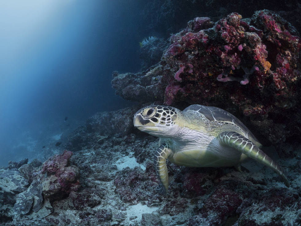 Cheval_Blanc_-_experiences-diving-turtle