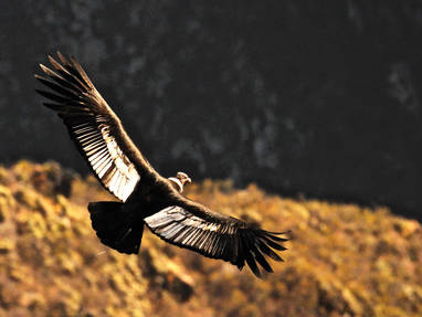 CO_PE_Colca_canyon_vallei_condor_MG5176