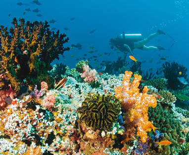 Diving_on_the_house_reef_3898x2515
