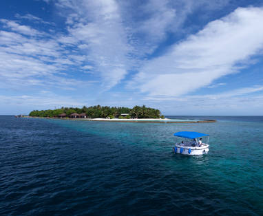 Lily_Beach_Penguin-3