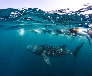 Whale_Shark_4_1200x800