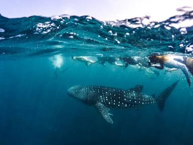 Whale_Shark_4_1200x800