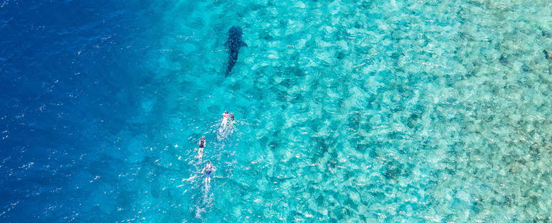 Whale_Shark_Top_View_1864x1242