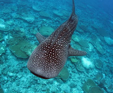 Whale_Shark_1863x1242